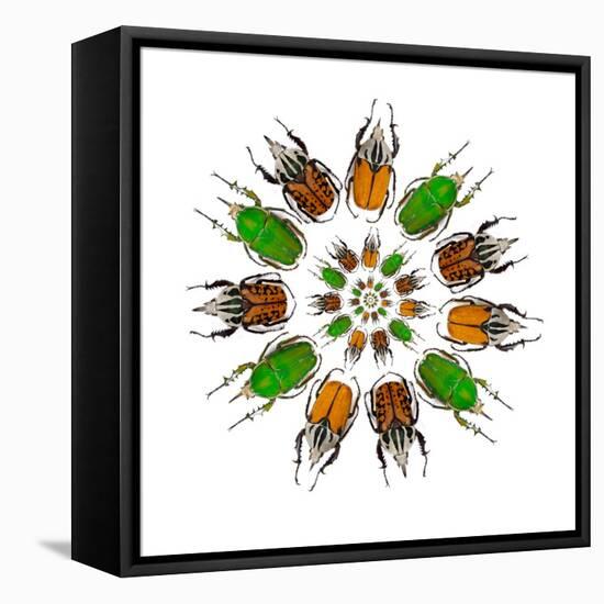 Cicular Design of African Male Beetles Mecynorrhina Family-Darrell Gulin-Framed Stretched Canvas