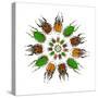 Cicular Design of African Male Beetles Mecynorrhina Family-Darrell Gulin-Stretched Canvas