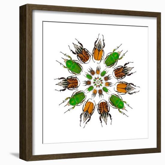 Cicular Design of African Male Beetles Mecynorrhina Family-Darrell Gulin-Framed Photographic Print