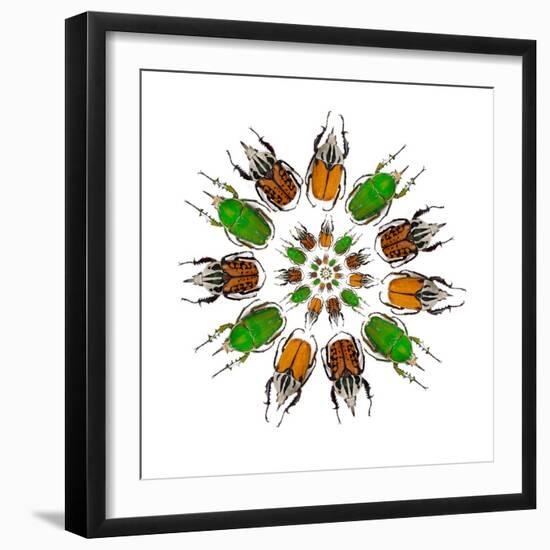 Cicular Design of African Male Beetles Mecynorrhina Family-Darrell Gulin-Framed Photographic Print