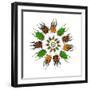 Cicular Design of African Male Beetles Mecynorrhina Family-Darrell Gulin-Framed Photographic Print