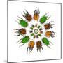 Cicular Design of African Male Beetles Mecynorrhina Family-Darrell Gulin-Mounted Photographic Print