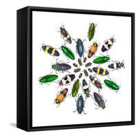 Cicular Design Pattern of Jewel Beetles-Darrell Gulin-Framed Stretched Canvas