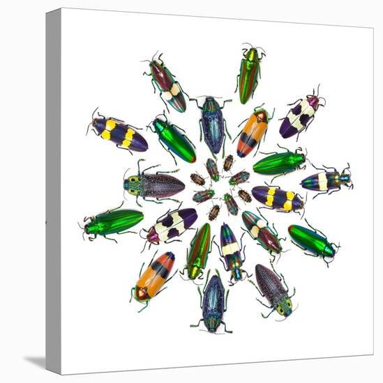 Cicular Design Pattern of Jewel Beetles-Darrell Gulin-Stretched Canvas