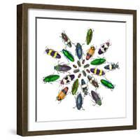 Cicular Design Pattern of Jewel Beetles-Darrell Gulin-Framed Photographic Print