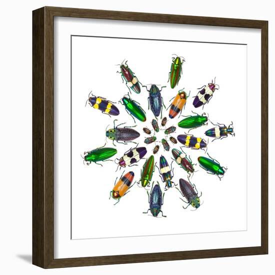 Cicular Design Pattern of Jewel Beetles-Darrell Gulin-Framed Photographic Print