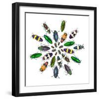 Cicular Design Pattern of Jewel Beetles-Darrell Gulin-Framed Photographic Print