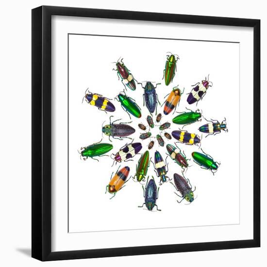 Cicular Design Pattern of Jewel Beetles-Darrell Gulin-Framed Photographic Print