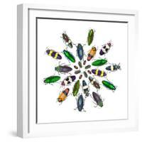 Cicular Design Pattern of Jewel Beetles-Darrell Gulin-Framed Photographic Print