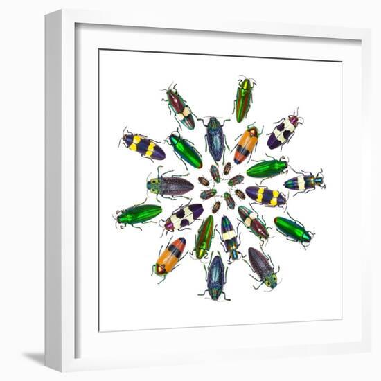 Cicular Design Pattern of Jewel Beetles-Darrell Gulin-Framed Photographic Print