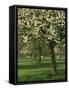 Cider Apple Trees in Blossom in Spring in an Orchard in Herefordshire, England, United Kingdom-Michael Busselle-Framed Stretched Canvas