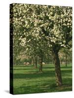 Cider Apple Trees in Blossom in Spring in an Orchard in Herefordshire, England, United Kingdom-Michael Busselle-Stretched Canvas