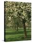 Cider Apple Trees in Blossom in Spring in an Orchard in Herefordshire, England, United Kingdom-Michael Busselle-Stretched Canvas