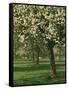 Cider Apple Trees in Blossom in Spring in an Orchard in Herefordshire, England, United Kingdom-Michael Busselle-Framed Stretched Canvas