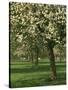 Cider Apple Trees in Blossom in Spring in an Orchard in Herefordshire, England, United Kingdom-Michael Busselle-Stretched Canvas