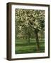 Cider Apple Trees in Blossom in Spring in an Orchard in Herefordshire, England, United Kingdom-Michael Busselle-Framed Photographic Print