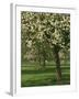 Cider Apple Trees in Blossom in Spring in an Orchard in Herefordshire, England, United Kingdom-Michael Busselle-Framed Photographic Print