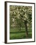 Cider Apple Trees in Blossom in Spring in an Orchard in Herefordshire, England, United Kingdom-Michael Busselle-Framed Photographic Print