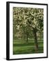 Cider Apple Trees in Blossom in Spring in an Orchard in Herefordshire, England, United Kingdom-Michael Busselle-Framed Photographic Print