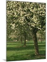 Cider Apple Trees in Blossom in Spring in an Orchard in Herefordshire, England, United Kingdom-Michael Busselle-Mounted Photographic Print