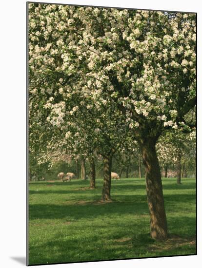 Cider Apple Trees in Blossom in Spring in an Orchard in Herefordshire, England, United Kingdom-Michael Busselle-Mounted Photographic Print