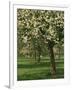 Cider Apple Trees in Blossom in Spring in an Orchard in Herefordshire, England, United Kingdom-Michael Busselle-Framed Photographic Print