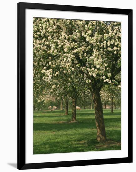 Cider Apple Trees in Blossom in Spring in an Orchard in Herefordshire, England, United Kingdom-Michael Busselle-Framed Photographic Print