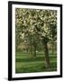 Cider Apple Trees in Blossom in Spring in an Orchard in Herefordshire, England, United Kingdom-Michael Busselle-Framed Photographic Print