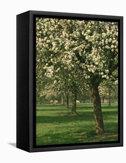 Cider Apple Trees in Blossom in Spring in an Orchard in Herefordshire, England, United Kingdom-Michael Busselle-Framed Stretched Canvas