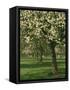 Cider Apple Trees in Blossom in Spring in an Orchard in Herefordshire, England, United Kingdom-Michael Busselle-Framed Stretched Canvas