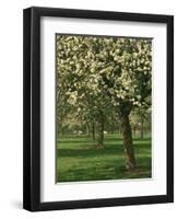 Cider Apple Trees in Blossom in Spring in an Orchard in Herefordshire, England, United Kingdom-Michael Busselle-Framed Photographic Print