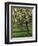 Cider Apple Trees in Blossom in Spring in an Orchard in Herefordshire, England, United Kingdom-Michael Busselle-Framed Photographic Print