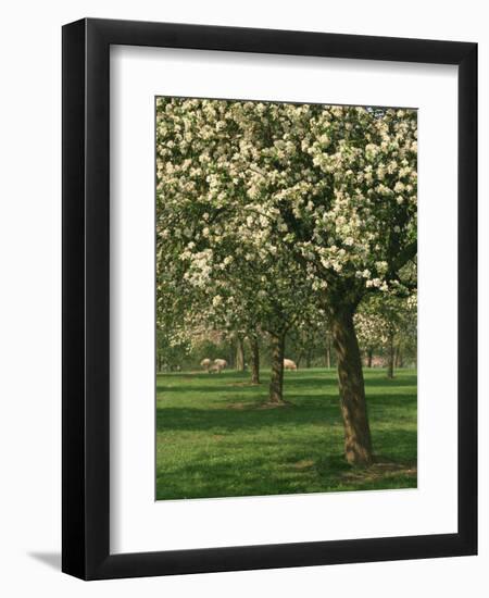 Cider Apple Trees in Blossom in Spring in an Orchard in Herefordshire, England, United Kingdom-Michael Busselle-Framed Photographic Print