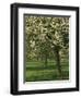 Cider Apple Trees in Blossom in Spring in an Orchard in Herefordshire, England, United Kingdom-Michael Busselle-Framed Photographic Print