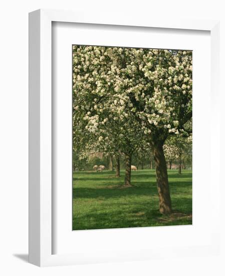 Cider Apple Trees in Blossom in Spring in an Orchard in Herefordshire, England, United Kingdom-Michael Busselle-Framed Photographic Print