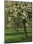 Cider Apple Trees in Blossom in Spring in an Orchard in Herefordshire, England, United Kingdom-Michael Busselle-Mounted Photographic Print