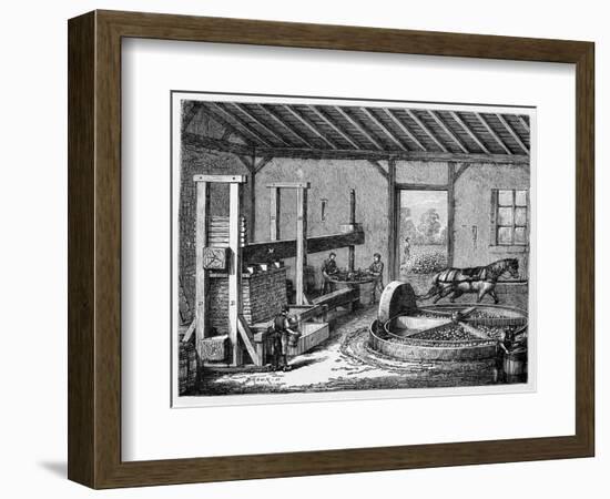 Cider Production, 19th Century-CCI Archives-Framed Photographic Print