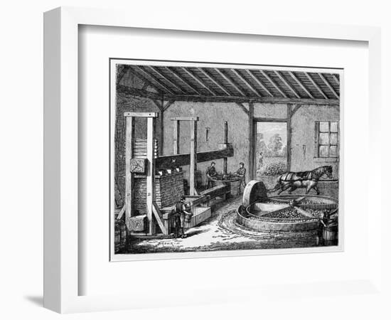 Cider Production, 19th Century-CCI Archives-Framed Photographic Print