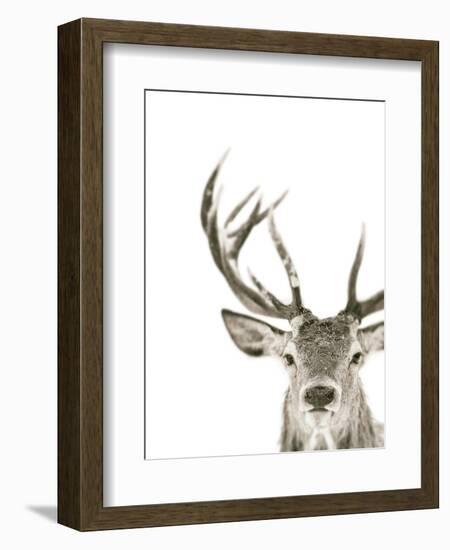 Ciervo 1-THE Studio-Framed Giclee Print