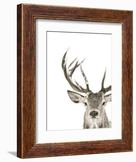 Ciervo 1-THE Studio-Framed Giclee Print