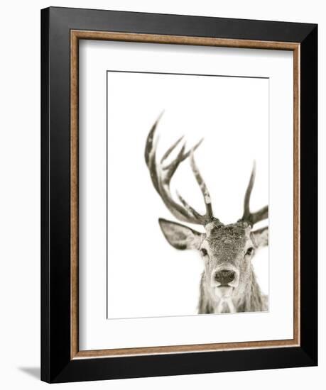 Ciervo 1-THE Studio-Framed Giclee Print