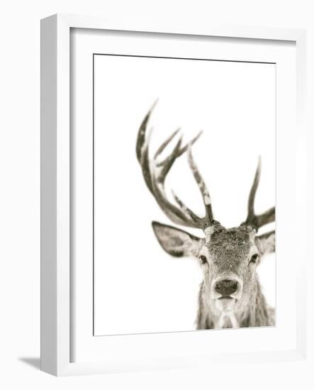 Ciervo 1-THE Studio-Framed Giclee Print