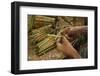 Cigar factory in Myanmar.-Michele Niles-Framed Photographic Print