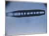 Cigar-Shaped Venusian Interplanetary UFO-null-Mounted Photographic Print