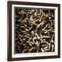 Cigarette Butts-Kevin Curtis-Framed Photographic Print