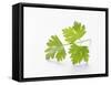 Cilantro-null-Framed Stretched Canvas