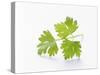 Cilantro-null-Stretched Canvas