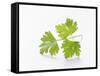 Cilantro-null-Framed Stretched Canvas