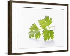 Cilantro-null-Framed Photographic Print