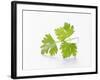 Cilantro-null-Framed Photographic Print